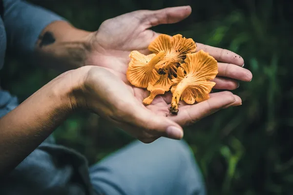 Sleeping Giant Foraging